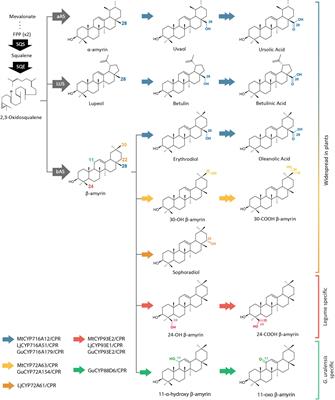 Comparative Analysis of NADPH-Cytochrome P450 Reductases From Legumes for Heterologous Production of Triterpenoids in Transgenic Saccharomyces cerevisiae